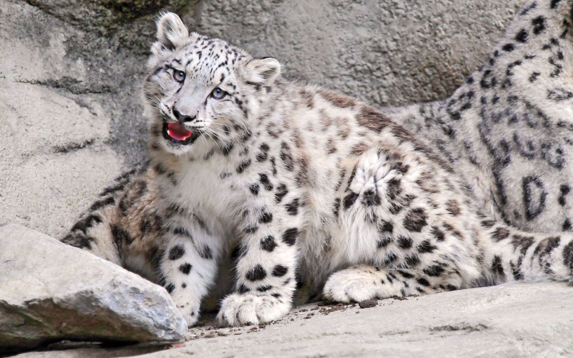 hayvanlar yaban hayatı memeli kedi hayvan yırtıcı hayvan hayvanat bahçesi vahşi büyük et yiyen doğa kürk leopar avcı nesli tükenmekte olan safari portre sivilceli