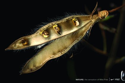 Demir gibi olağandışı bir böcek