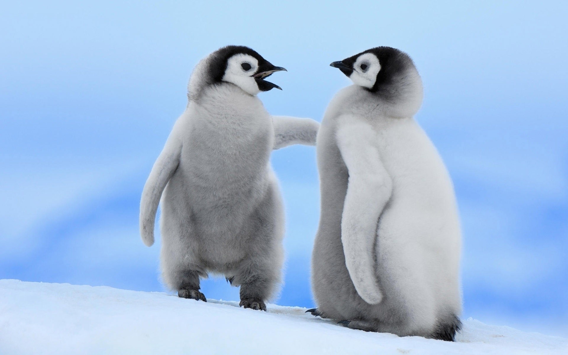 hayvanlar kar kış ayaz kuş yaban hayatı soğuk memeli hayvan kutupsal penguen çocuk