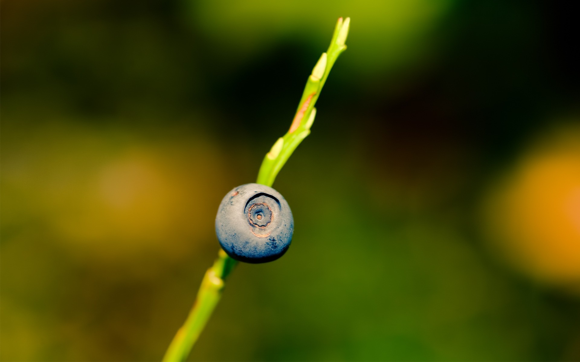 doğa yaprak flora bulanıklık renk yaz bahçe büyüme açık havada damla meyve