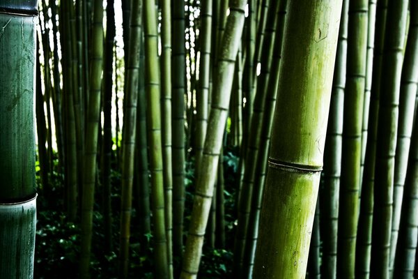 Bambu çalılıkları yakın çekim