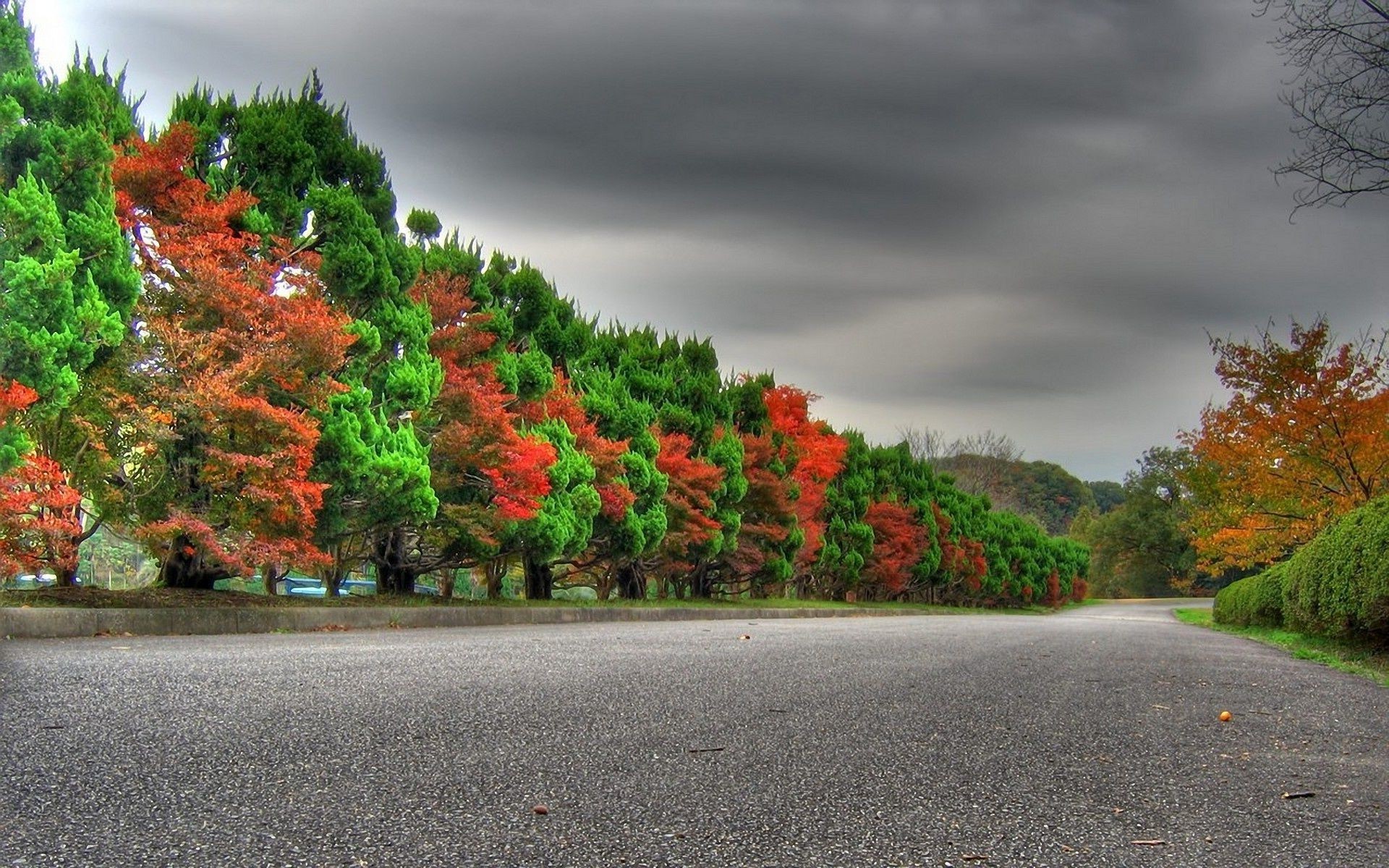 ağaçlar yol ağaç yaprak sonbahar manzara rehberlik açık havada doğa park sokak