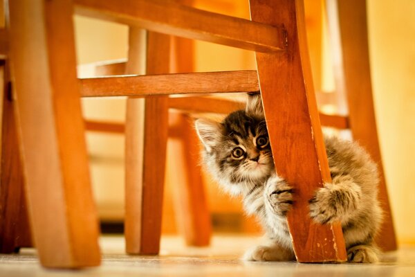 Sevimli yavru kedi mobilyaları çiziyor