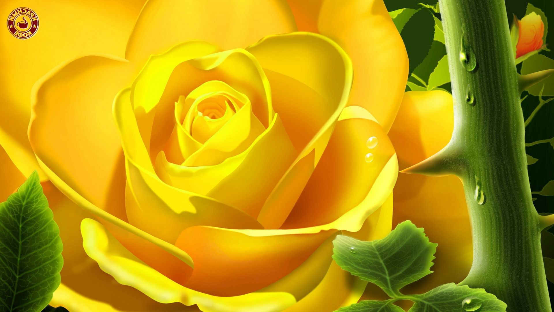 gül doğa çiçek yaprak renk flora güzel masaüstü parlak çiçek yaz