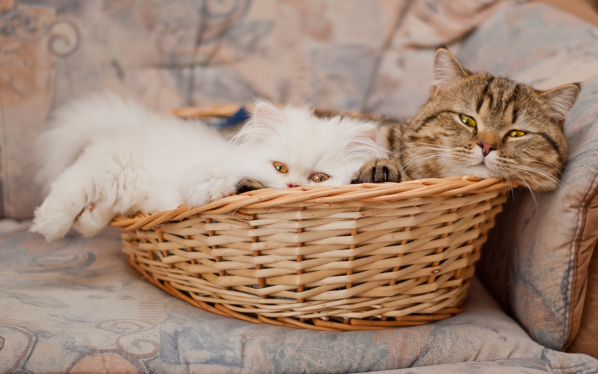 kediler kedi yavru kedi sepet evde beslenen hayvan sevimli hayvan memeli kürk portre yerli tüylü göz tekir genç doğa bir tarama oturmak saç kitty
