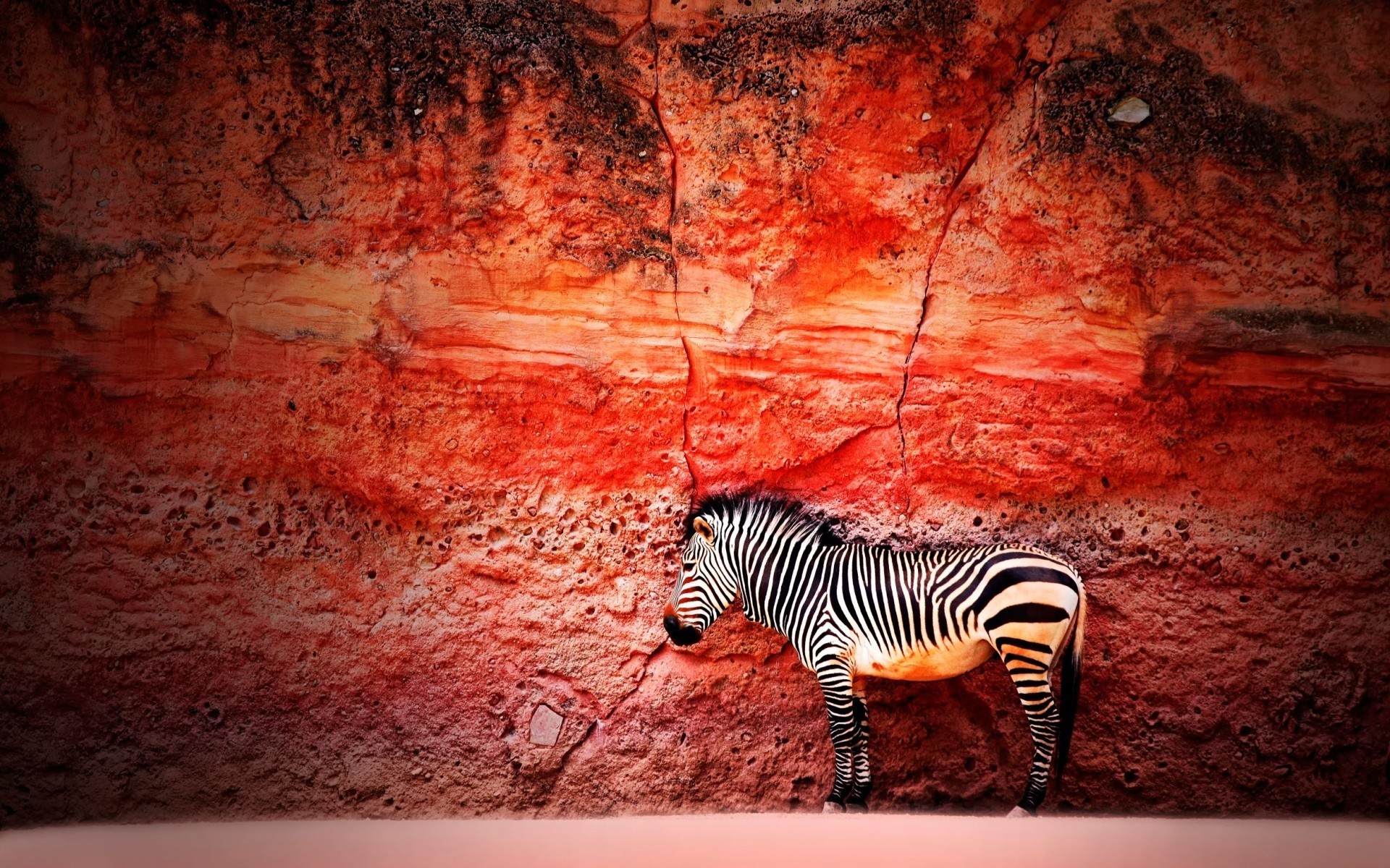 hayvanlar soyut masaüstü doku sanat desen vintage duvarlar eski tasarım kirli illüstrasyon renk zebra orman
