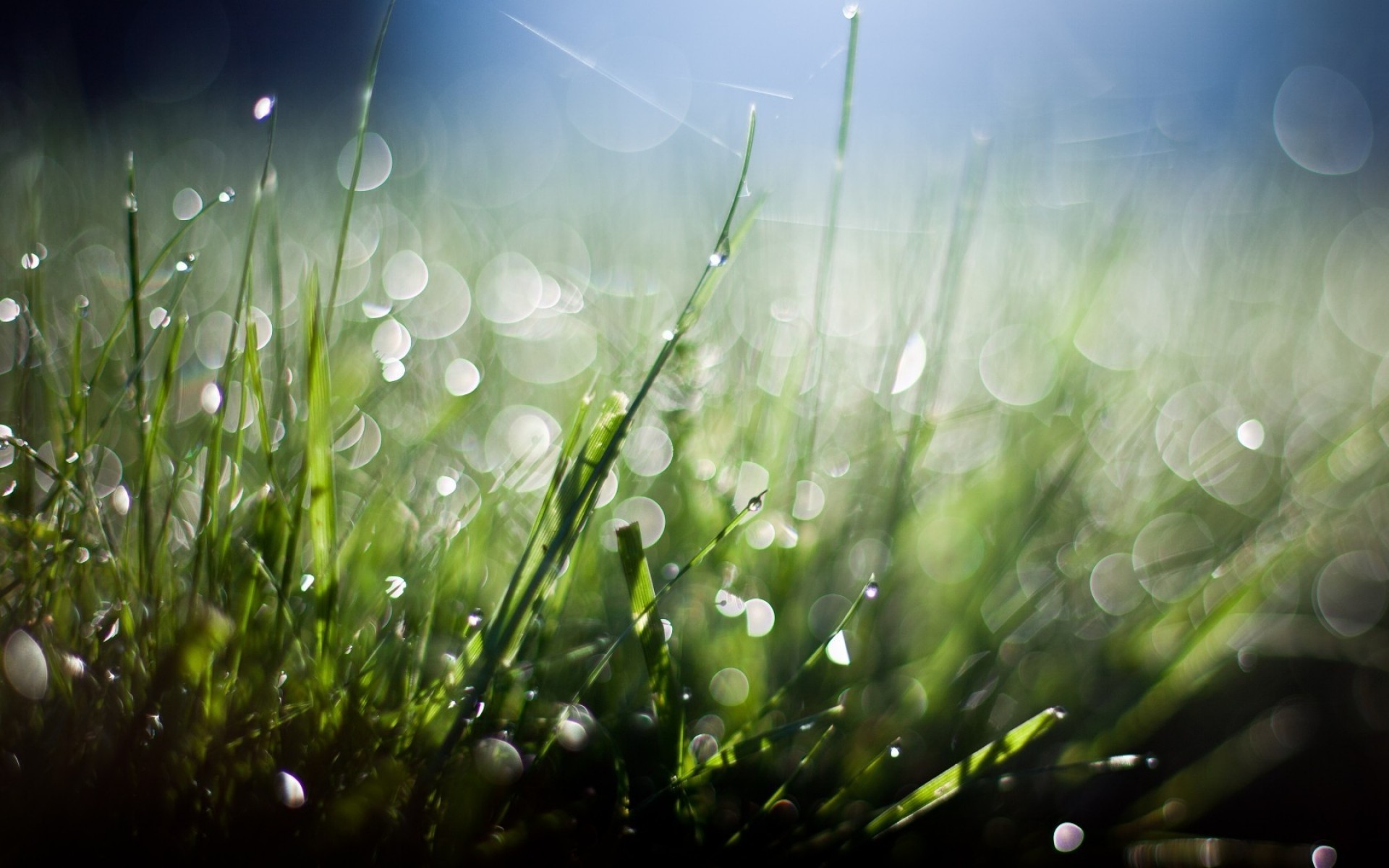 çimen çim çiy saman alan düşme masaüstü flora şafak bahçe yağmur doğa güneş yaz renk yemyeşil parlak güzel hava bulanıklık tazelik
