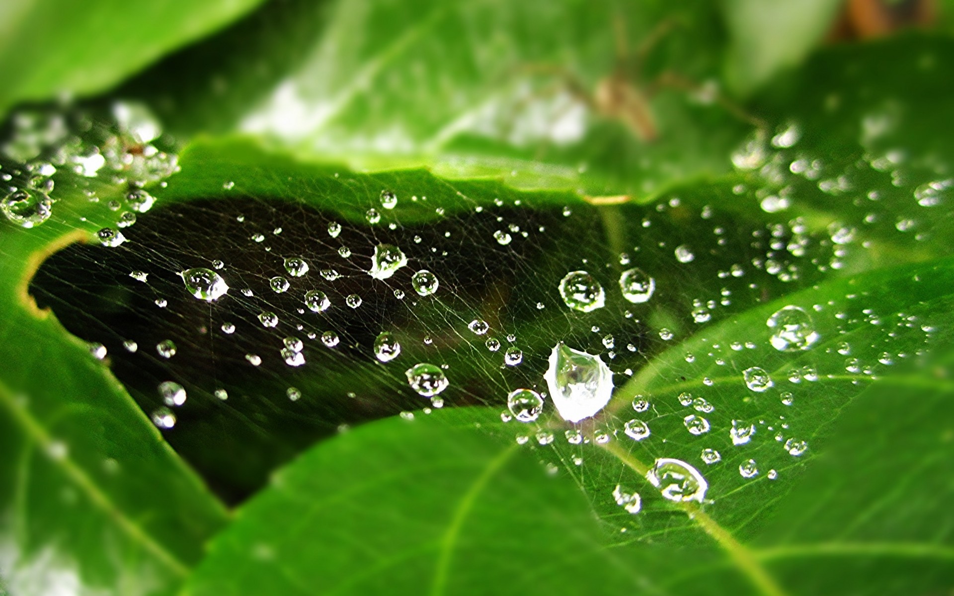 çiğ yağmur damla damla ıslak yaprak damla flora su saflık su damlası tazelik doğa bahçe büyüme sıvı nemli çevre yakın su damlaları drew. web örümceği