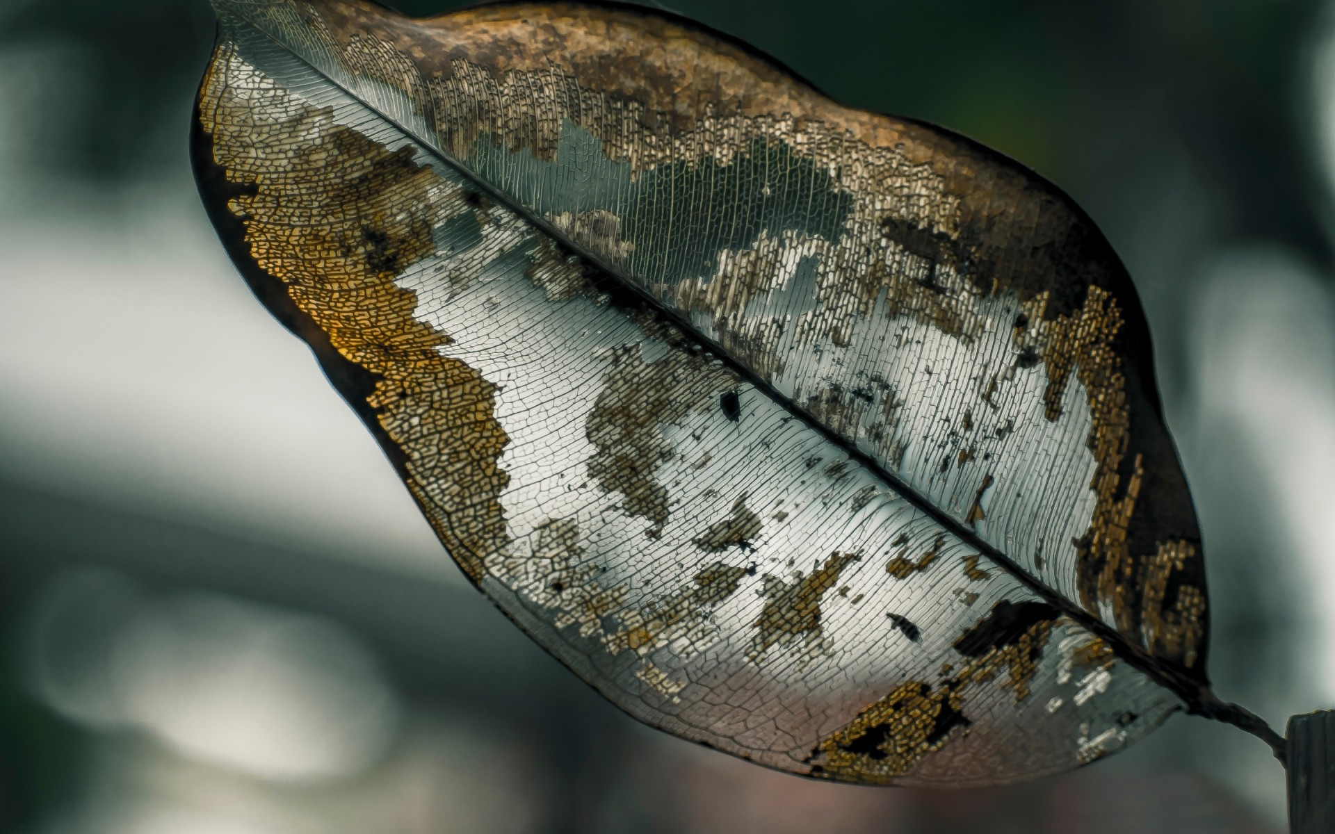 doğa bir hayvan masaüstü yaprak