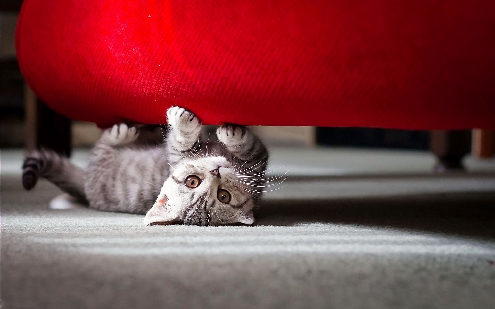 kediler kedi yerli kanepe kapalı portre uyku bir aile memeli sevimli hayvan kürk halı mobilya evde beslenen hayvan