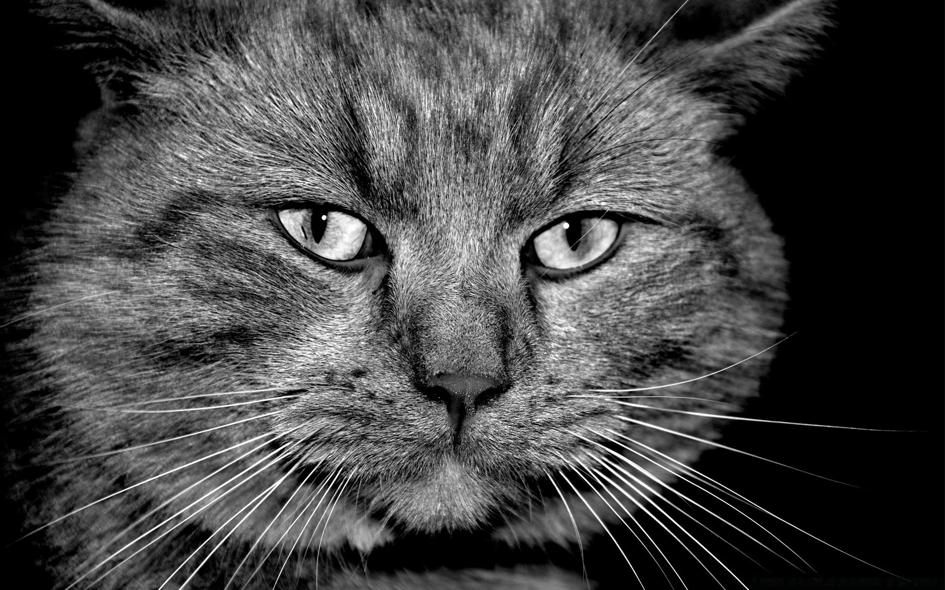 siyah ve beyaz kedi portre evde beslenen hayvan sevimli memeli hayvan kürk yavru kedi tüylü yerli göz kafa saç gri tarama