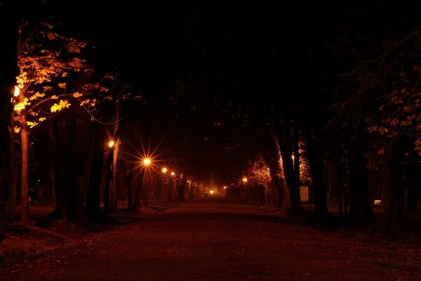 Dali gece parkı nda yalnız siluet