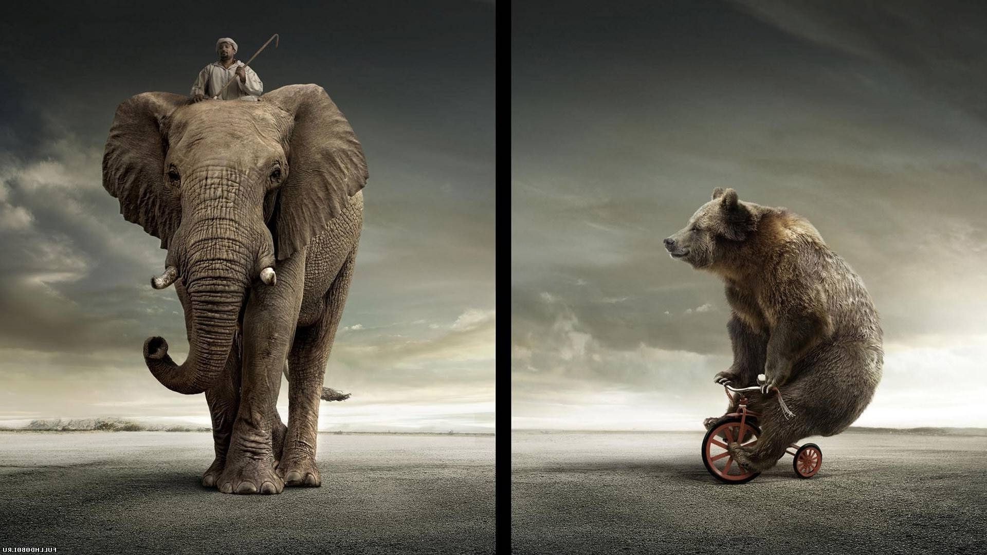 memeli hayvan fil bir yaban hayatı iki portre