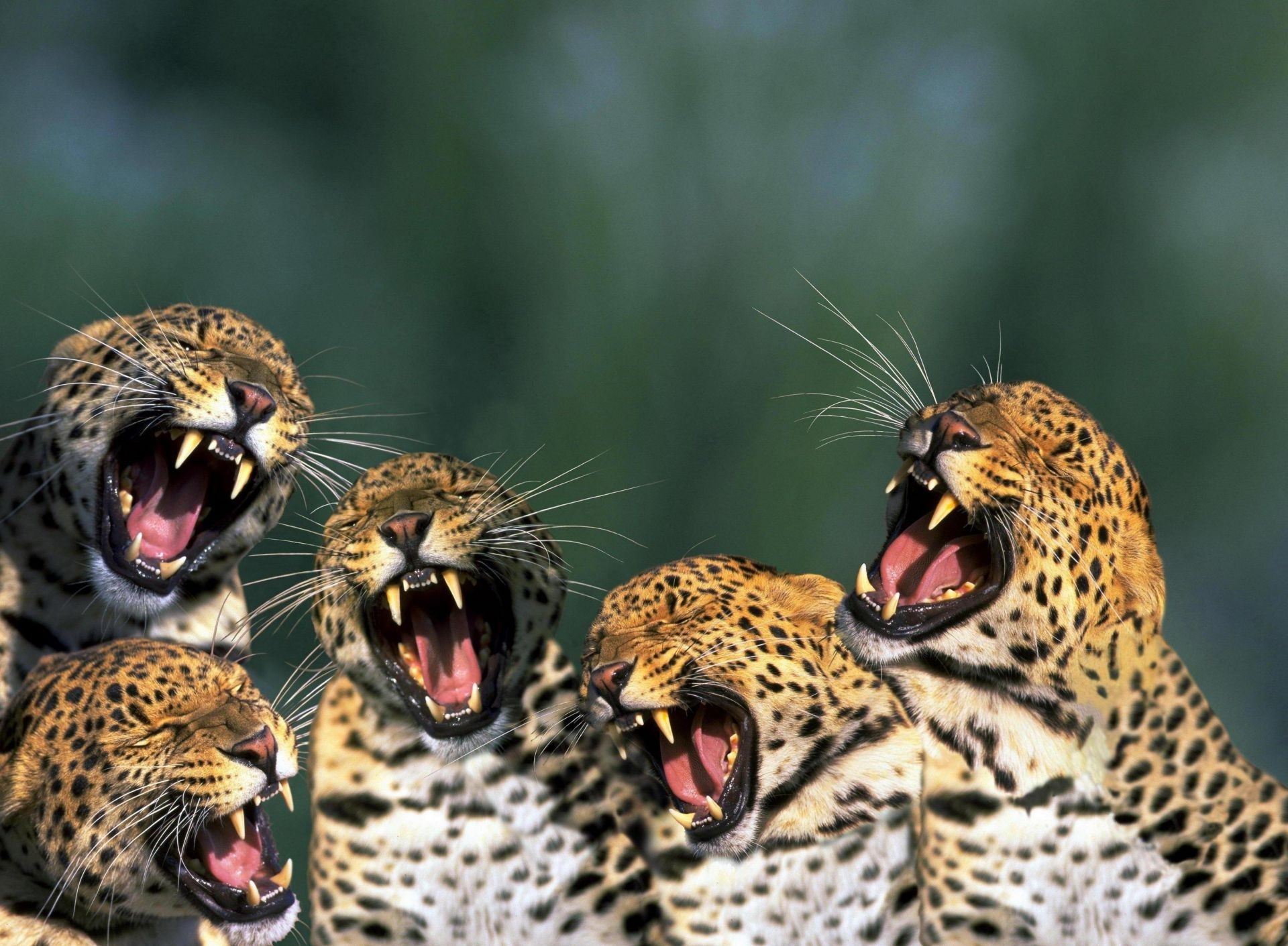 hayvanlar yaban hayatı kedi leopar doğa vahşi hayvan hayvanat bahçesi yırtıcı hayvan avcı portre nesli tükenmekte olan türler çita