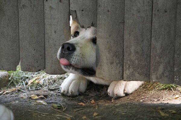 Komik köpek çitten dışarı çıkıyor