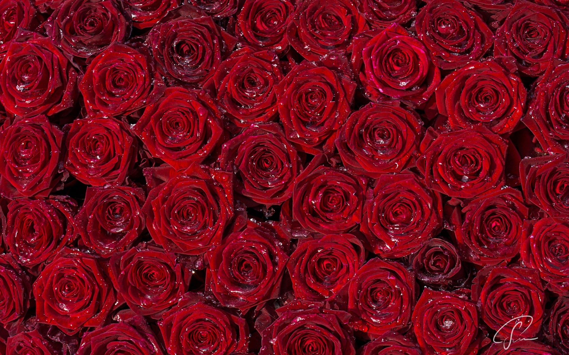 kalpler gül çiçek petal buket çiçek romantizm aşk romantik küme düğün çiçeklenme yıldönümü hediye evlilik botanik flora dostum zarif çiçekçi çiy