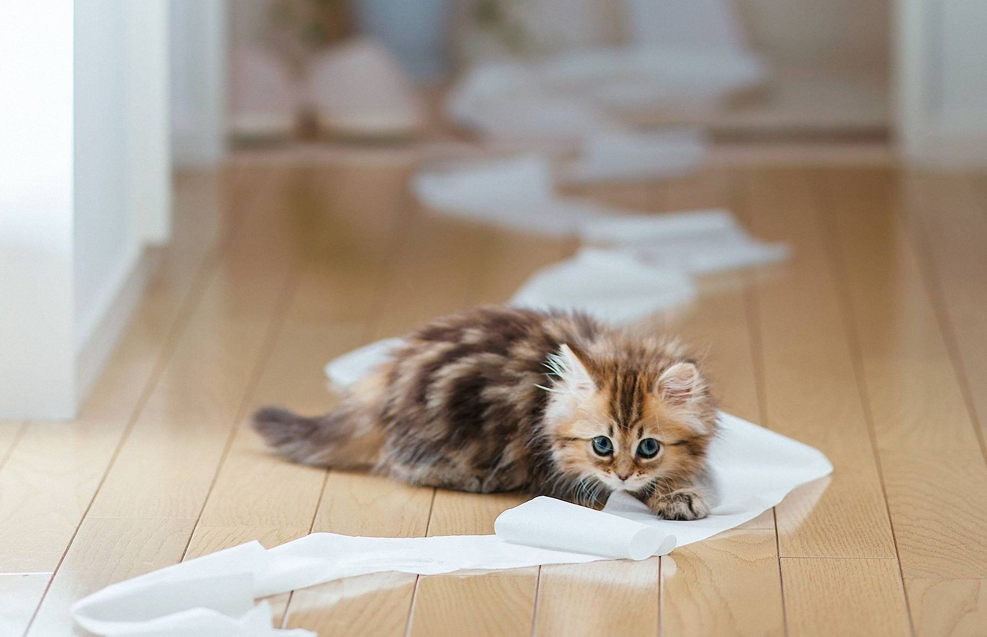 kediler kapalı sevimli sit kedi gevşeme aile