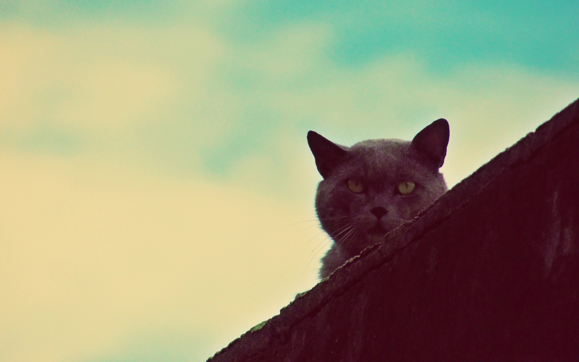 vintage memeli kedi hayvan bir portre evde beslenen hayvan doğa açık havada göz yaban hayatı