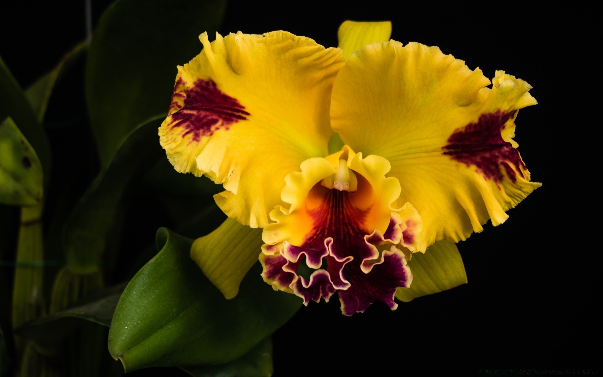 siyah çiçek flora çiçek yaprak bahçe doğa petal renk çiçek açan güzel buket parlak yakın çekim romantik