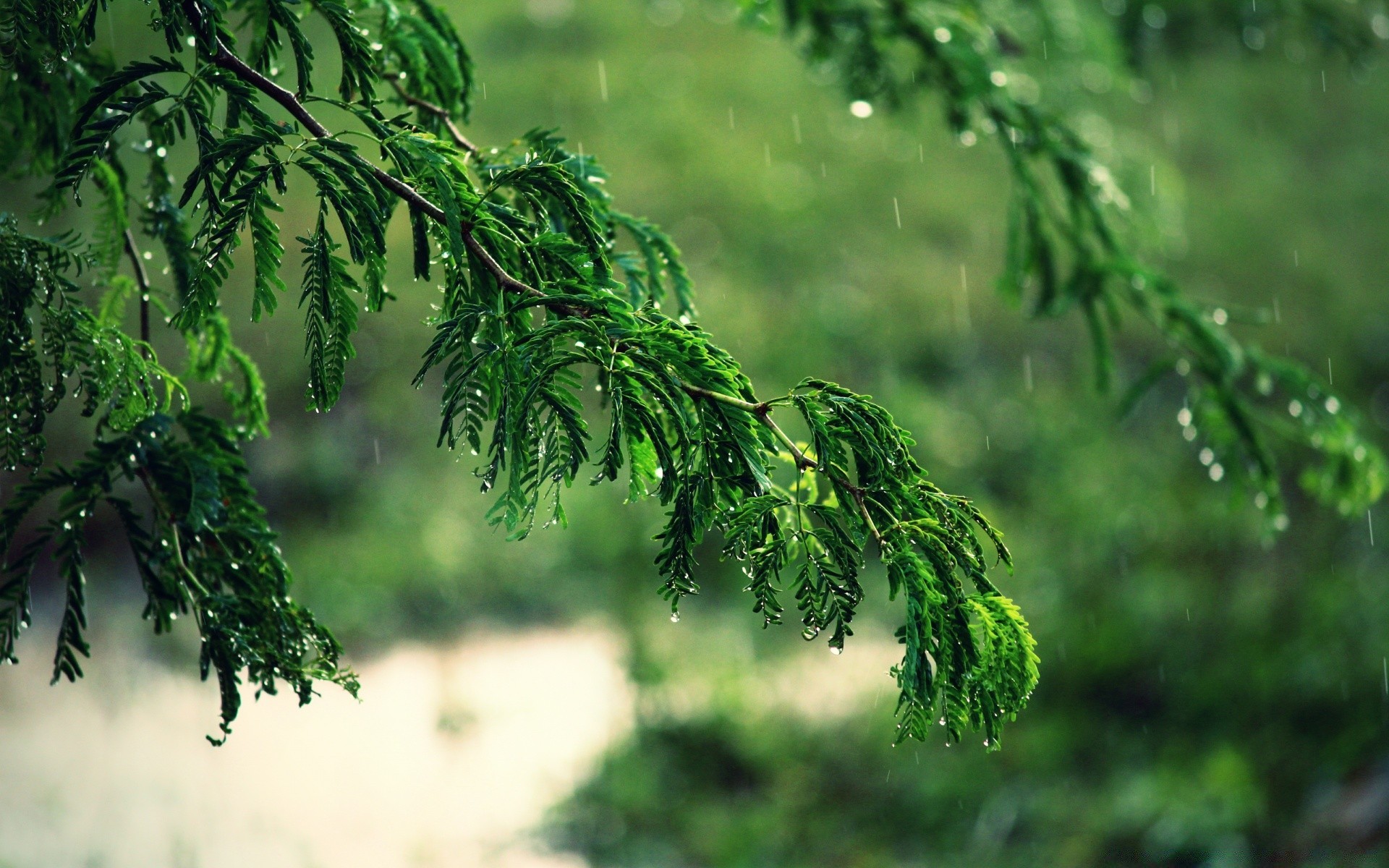 bokeh yaprak doğa ağaç flora çevre açık havada büyüme şube yaz ahşap bahçe yemyeşil tazelik yağmur güzel hava çimen gün ışığı parlak renk