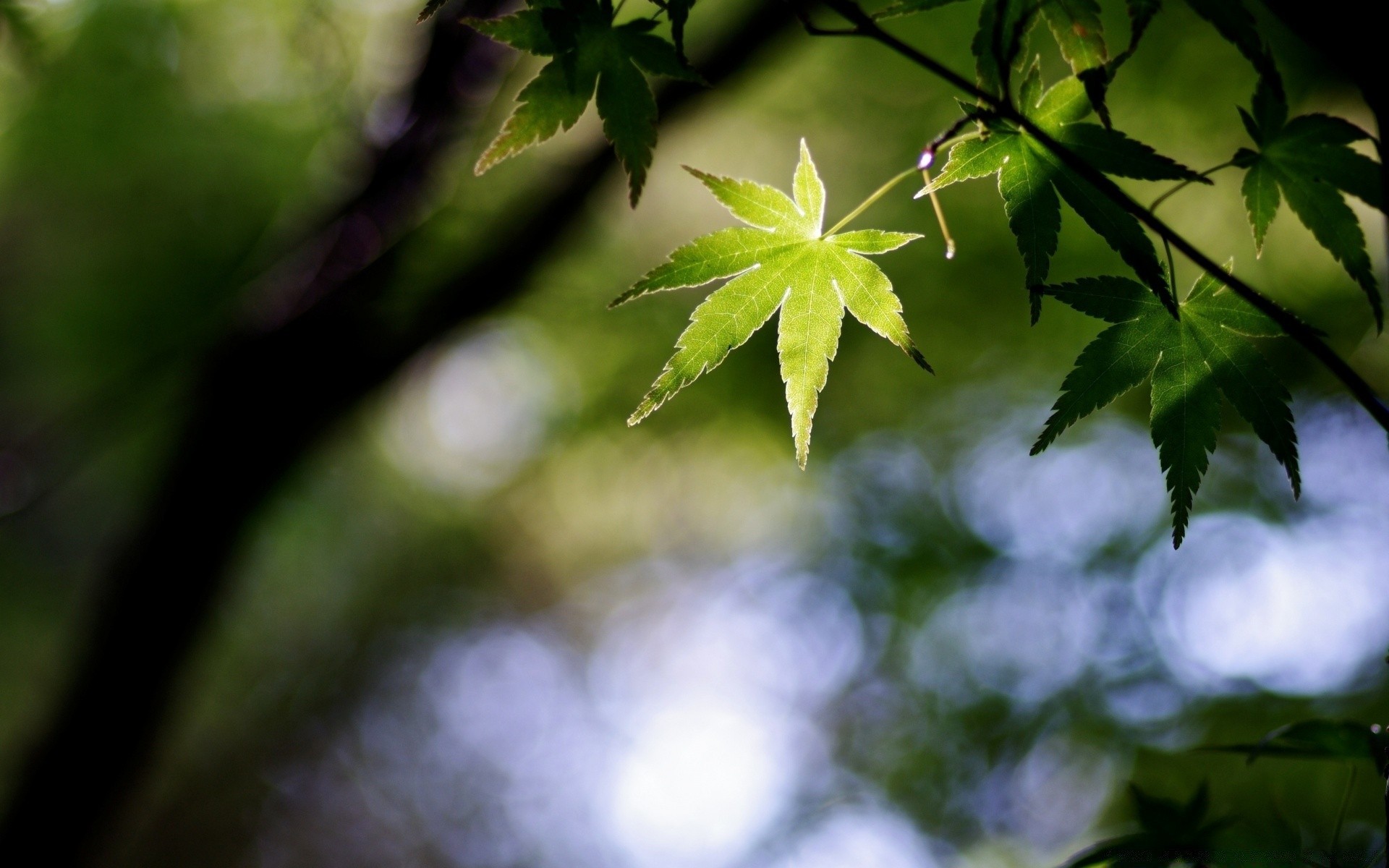 bokeh yaprak bulanıklık doğa büyüme flora yemyeşil açık havada ağaç çevre ahşap yaz bahçe ışık renk parlak güneş güzel hava