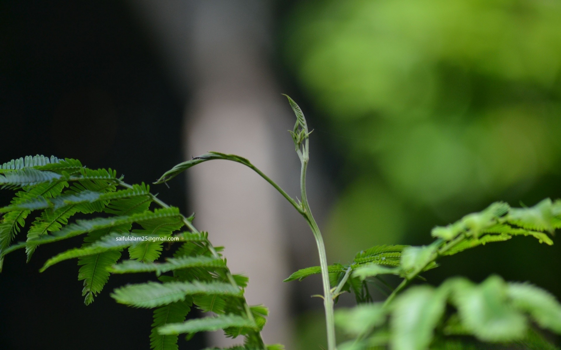 bokeh yaprak flora büyüme doğa bahçe yaz ortamlar yağmur yemyeşil açık havada dof fern