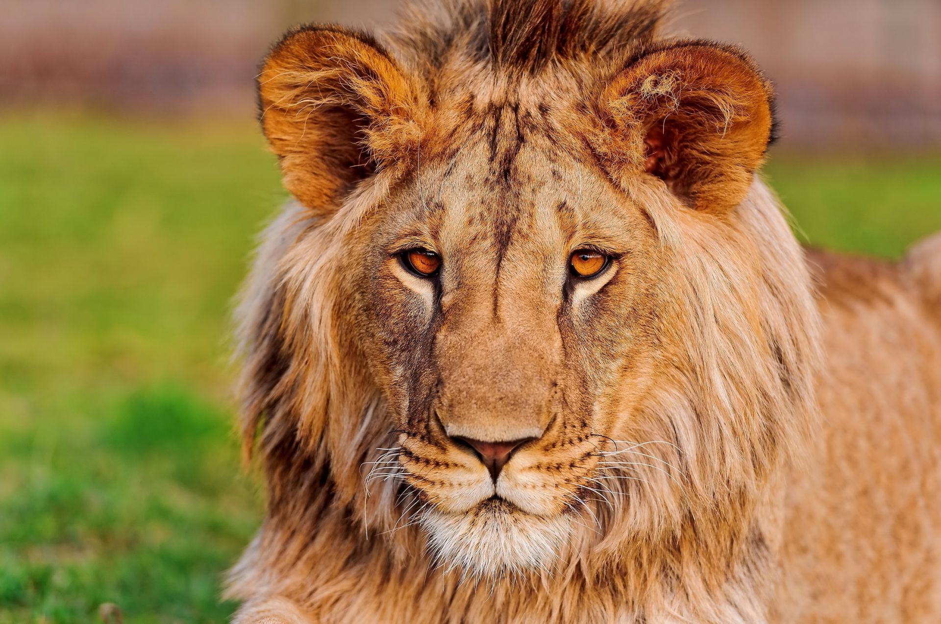 aslanlar hayvan yaban hayatı kedi memeli yırtıcı hayvan vahşi aslan et yiyen doğa kürk büyük safari avcı çimen portre manet tehlike hayvanat bahçesi