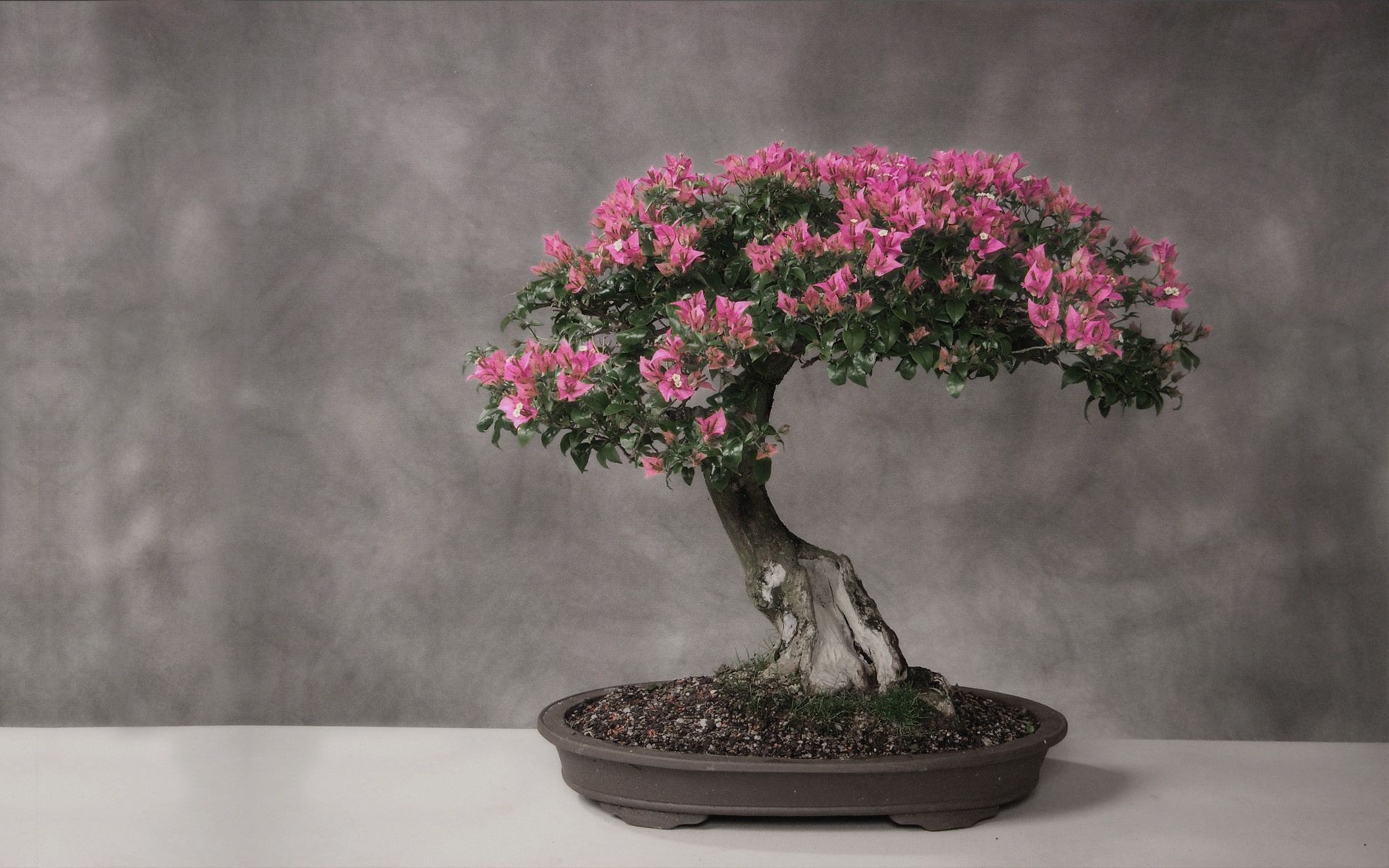 ağaçlar ağaç çiçek vazo yaprak flora bahçe şube doğa büyüme pot manzara