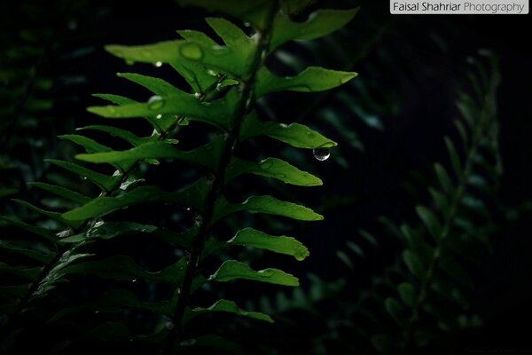 Yapraklarda geceleri çiğ damlaları