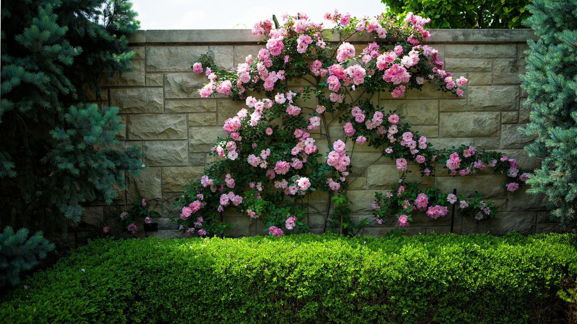 çiçekler çiçek bahçe flora gül yaprak çalı çiçeklenme ağaç büyüme yaz avlu çiçek