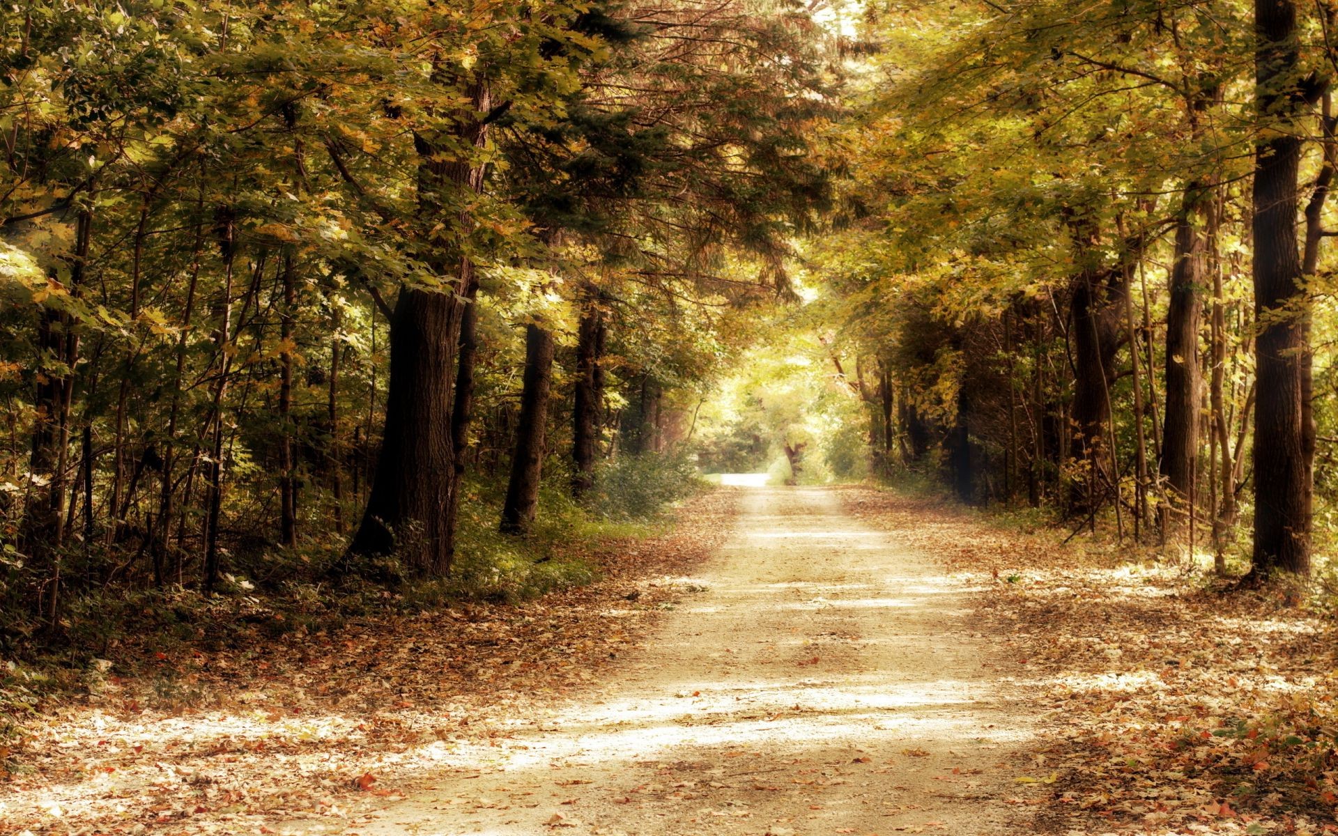 sonbahar ahşap ağaç manzara sonbahar yol doğa park rehberlik yaprak şafak ışık sis sis patika açık havada sezon kırsal alan güzel hava koşulları