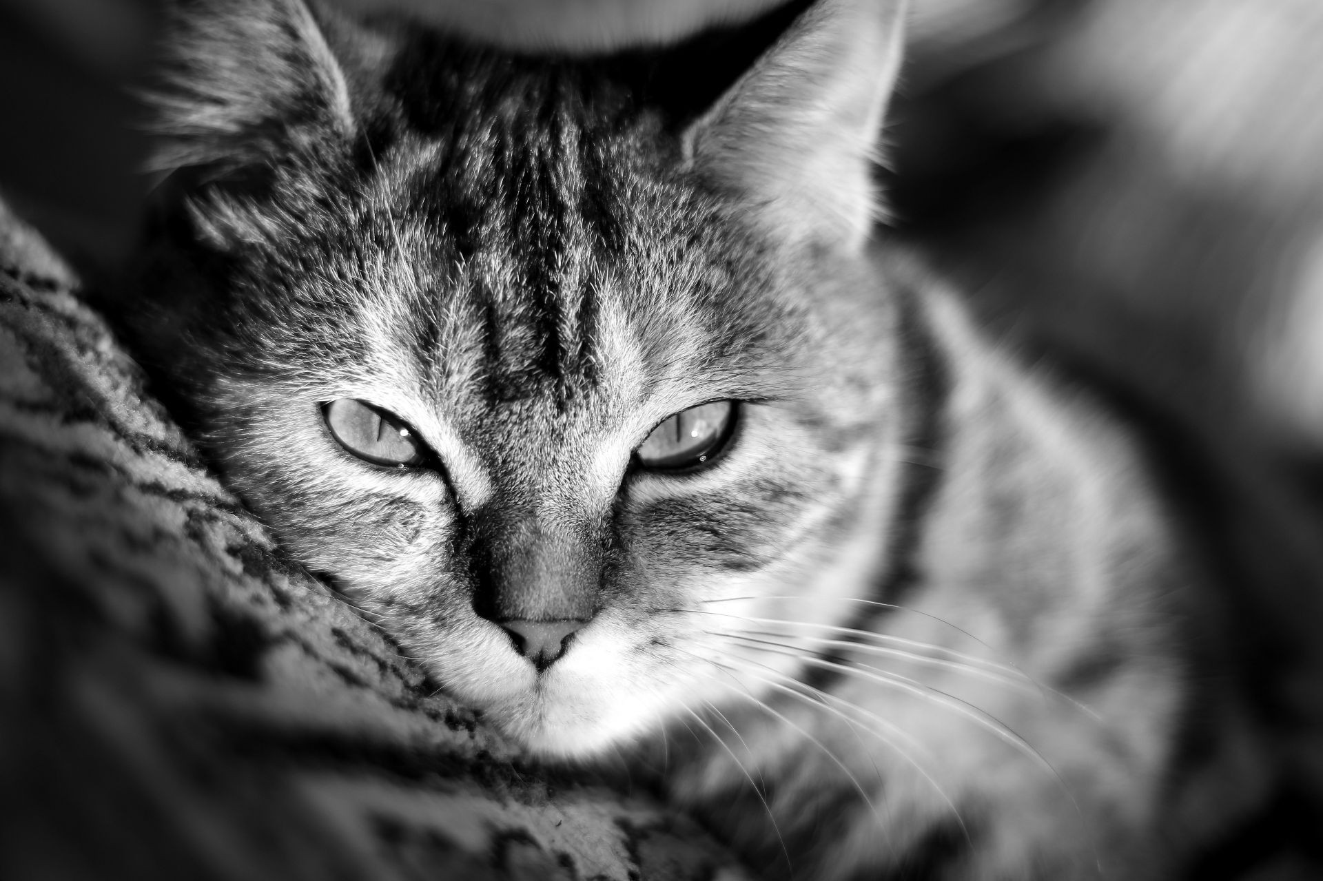 kediler portre kedi evde beslenen hayvan göz memeli sevimli hayvan kürk yerli saç yavru kedi bir kafa tarama genç yüz küçük