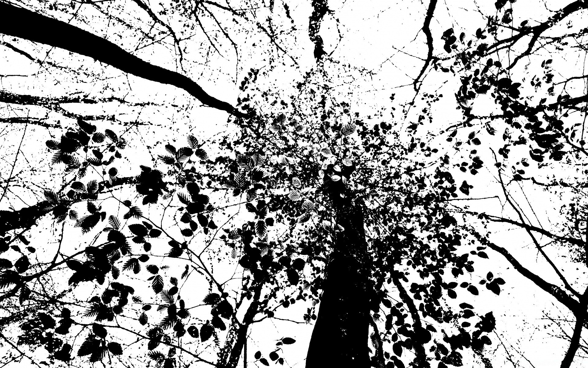 vektör grafikleri ağaç şube yaprak sezon ahşap doğa manzara flora masaüstü büyüme açık havada park