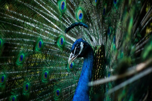 Makro fotoğrafçılıkta güzel tavus kuşu
