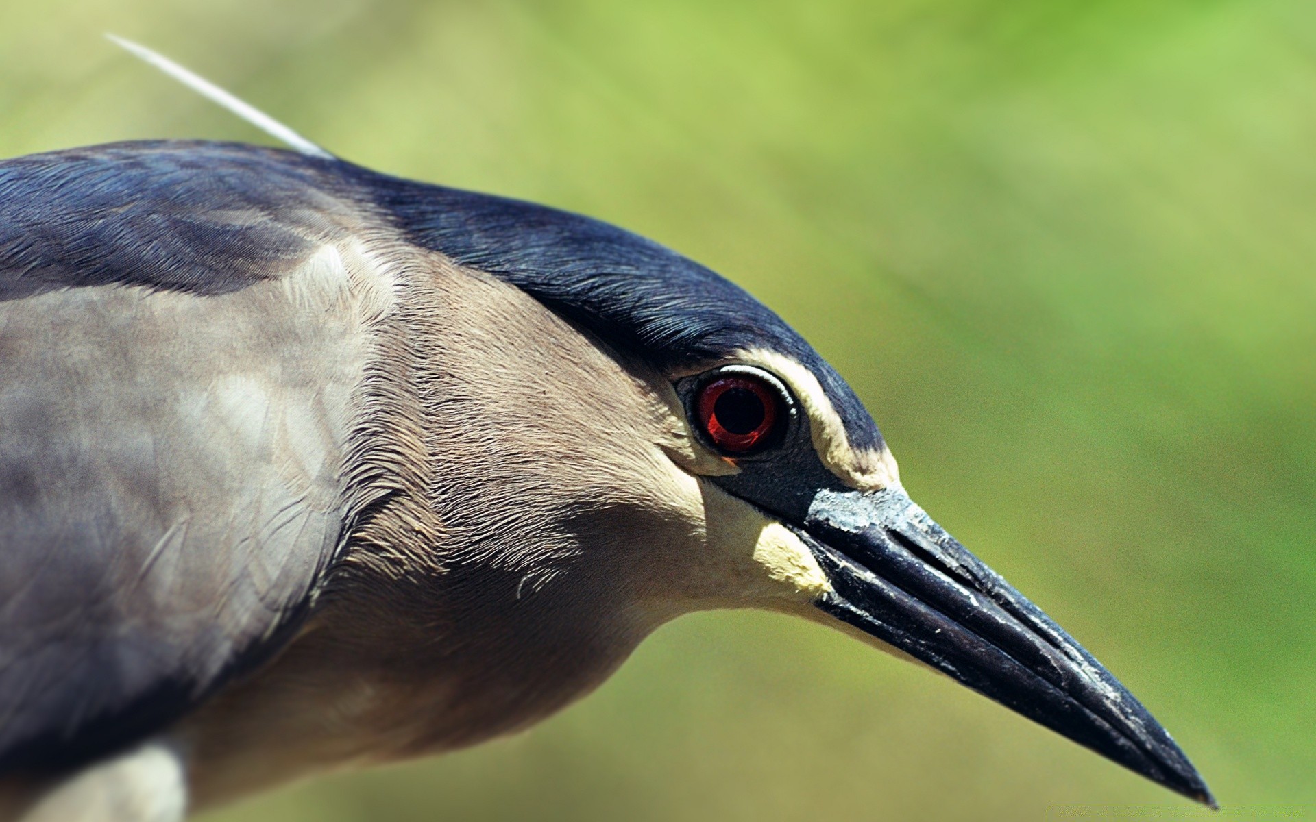 kuşlar kuş yaban hayatı hayvan doğa gaga vahşi geçiş yumuşatma herona portre avian su not
