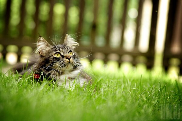 Çimlerdeki kedi yukarı bakıyor