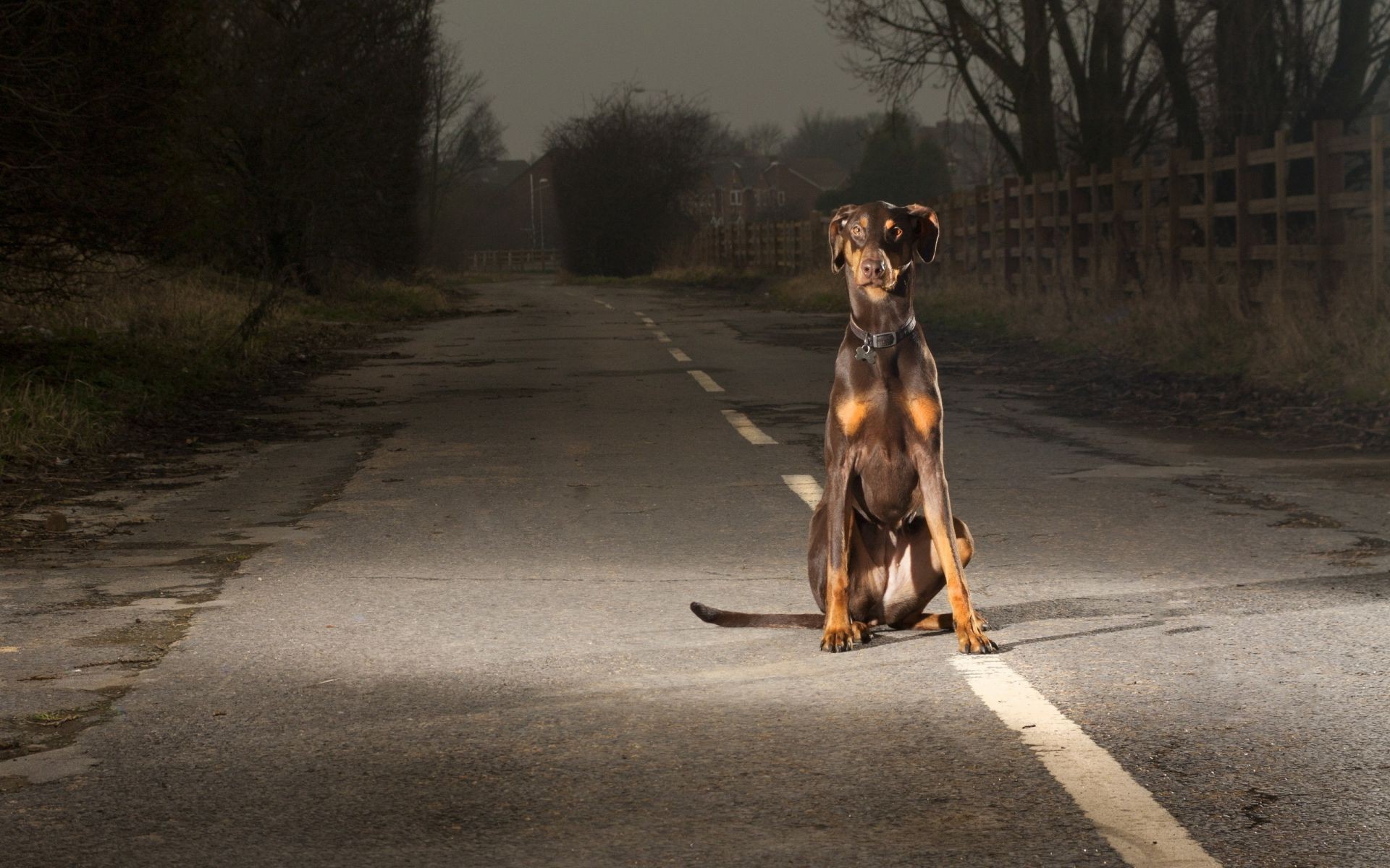 köpekler köpek yol memeli bir köpek eğitmeni açık havada