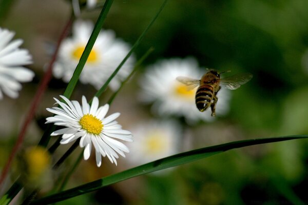 Beyaz papatya üzerinde bumblebee nin yükselişi