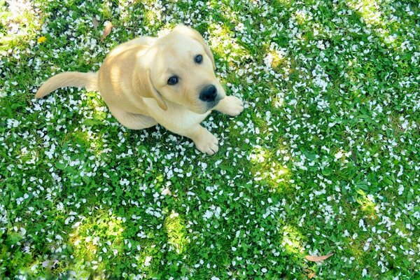 Sevimli köpek çimenlerin üzerinde oturuyor