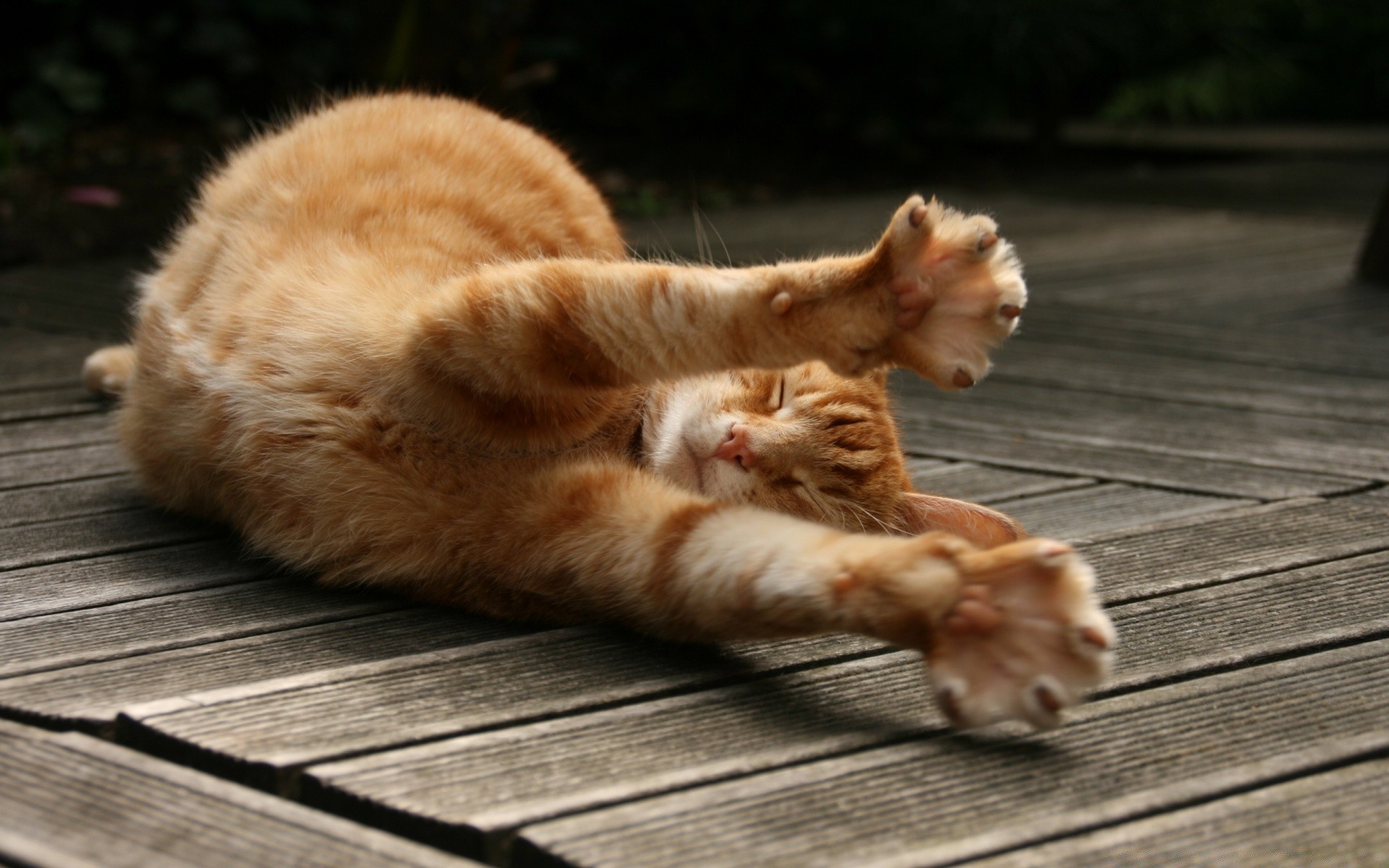 kediler kedi sevimli memeli doğa kürk portre genç evde beslenen hayvan bir hayvan yavru kedi saç tarama uyku çocuk ahşap aile