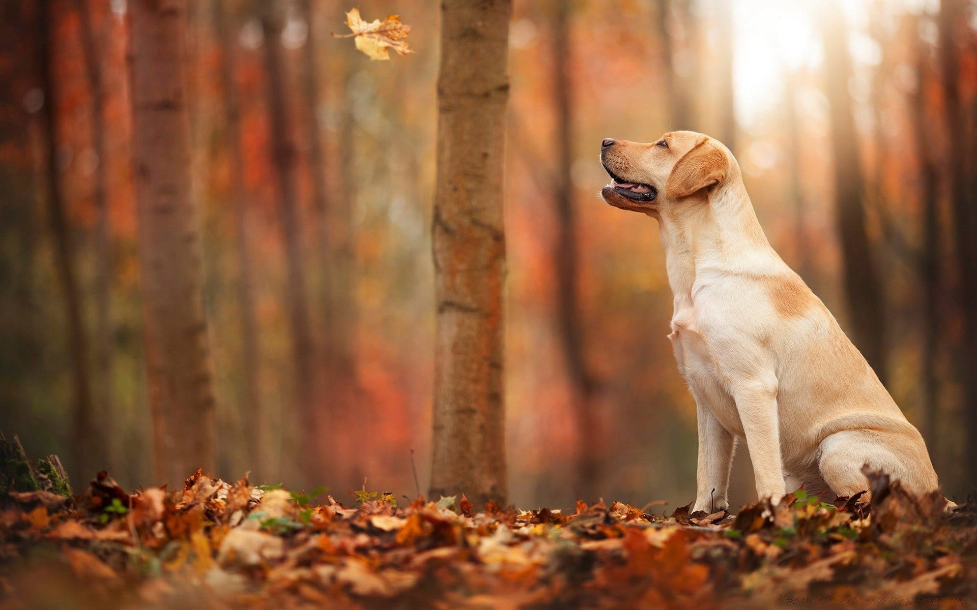 köpekler köpek sonbahar ahşap doğa açık havada memeli yaprak çimen sevimli hayvan köpek eğitmeni portre evde beslenen hayvan