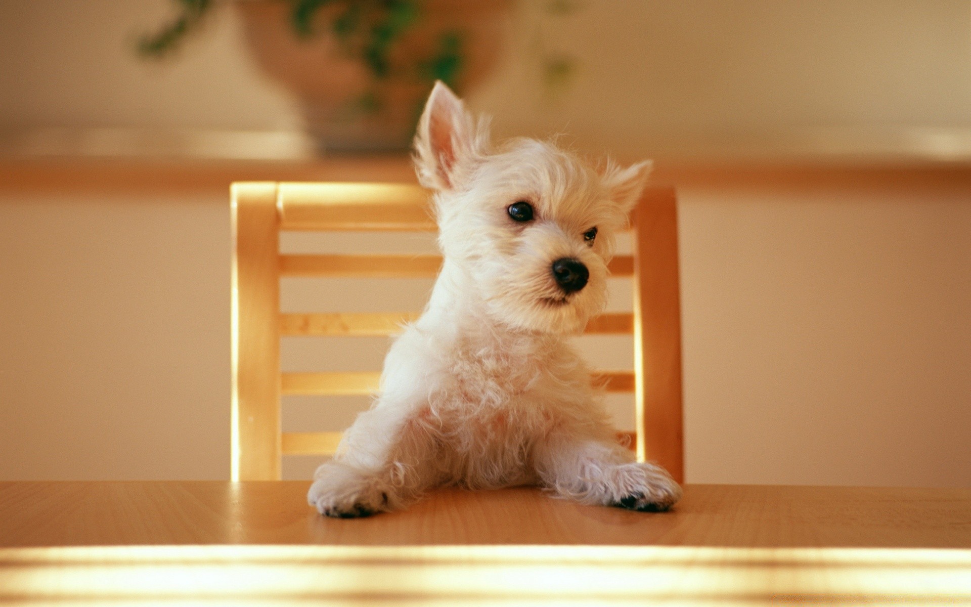 köpekler köpek evde beslenen hayvan sevimli köpek eğitmeni köpek yavrusu yerli memeli kapalı sit portre hayvan küçük