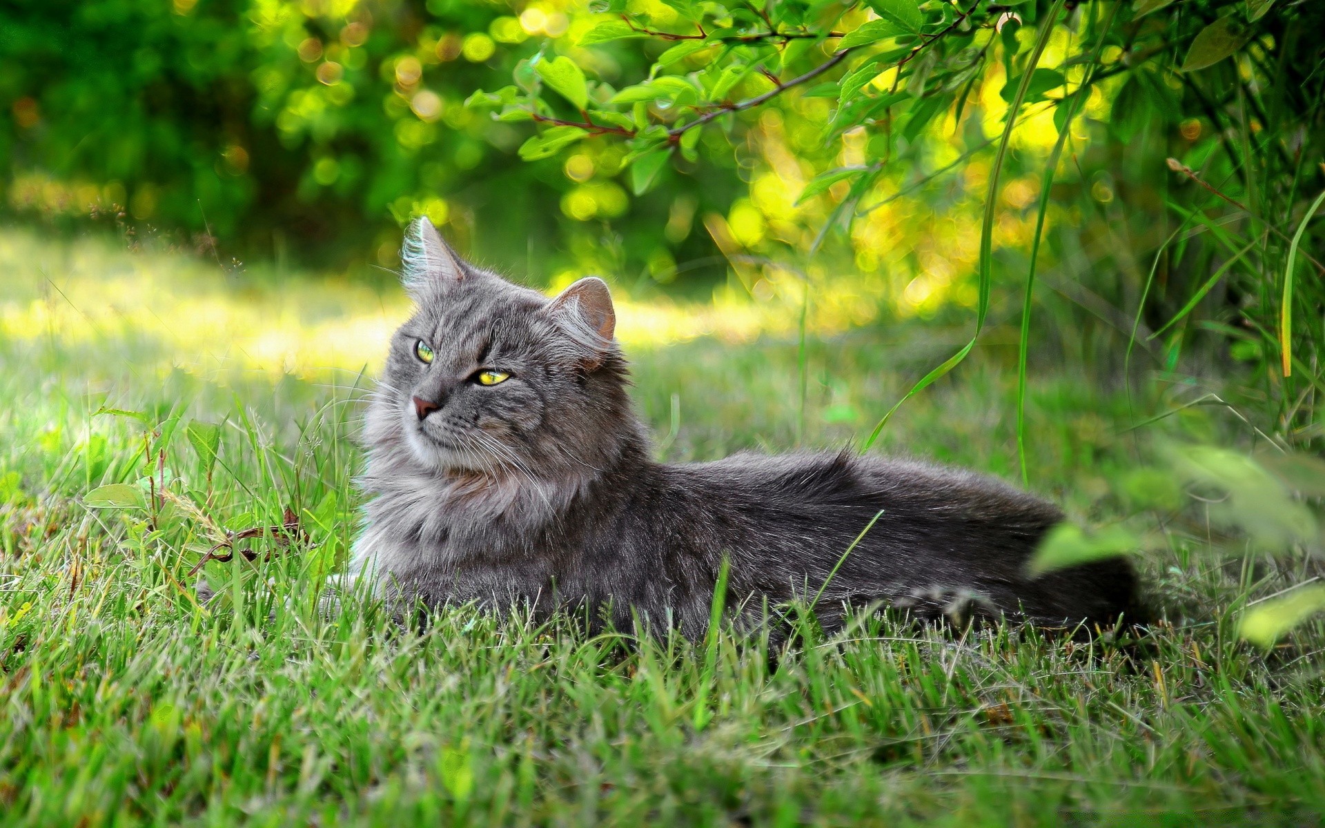 kediler kedi çimen doğa hayvan sevimli memeli portre yerli yavru kedi evde beslenen hayvan kürk genç göz
