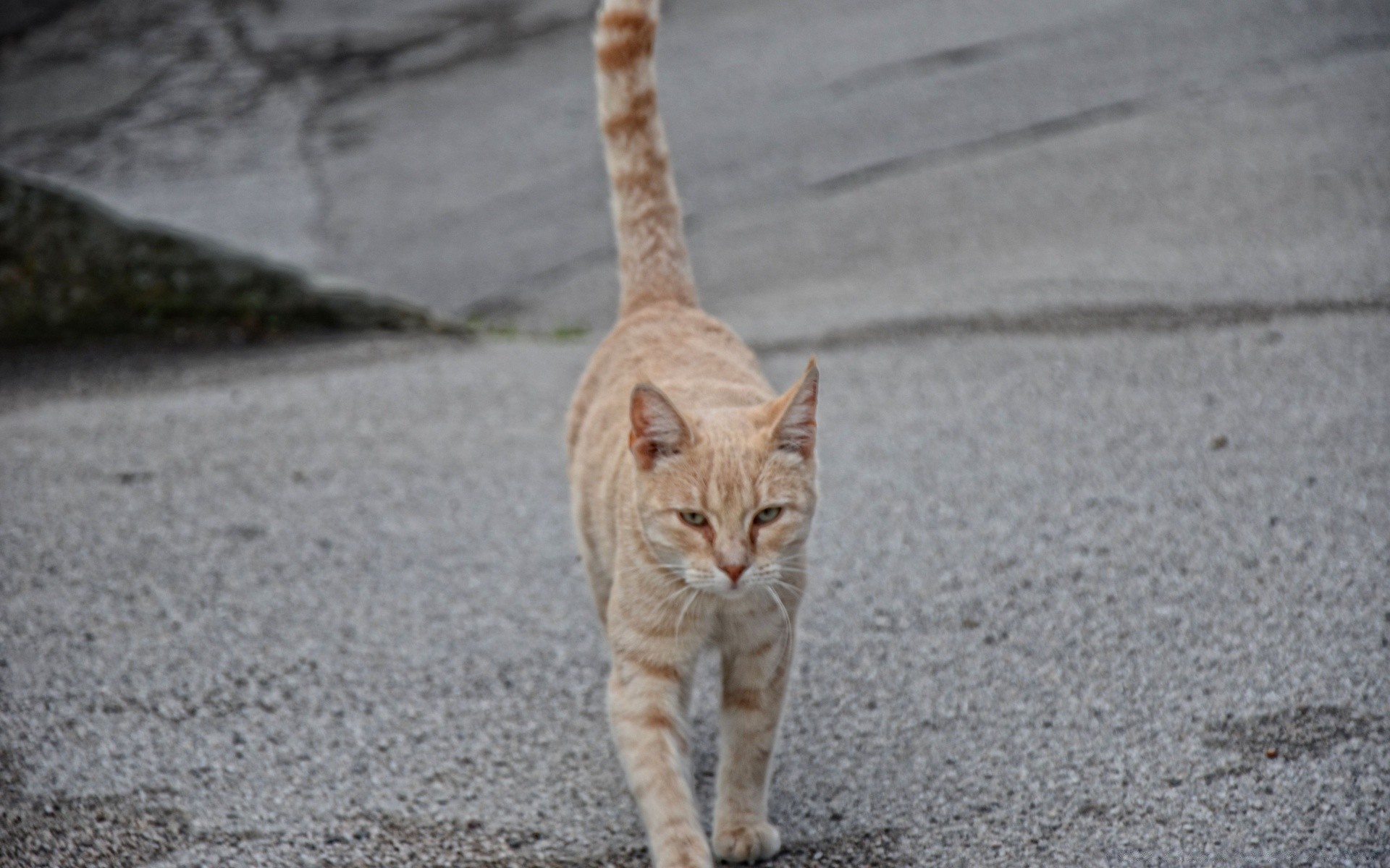 kediler kedi sevimli portre hayvan doğa açık havada gri bir küçük genç tarama