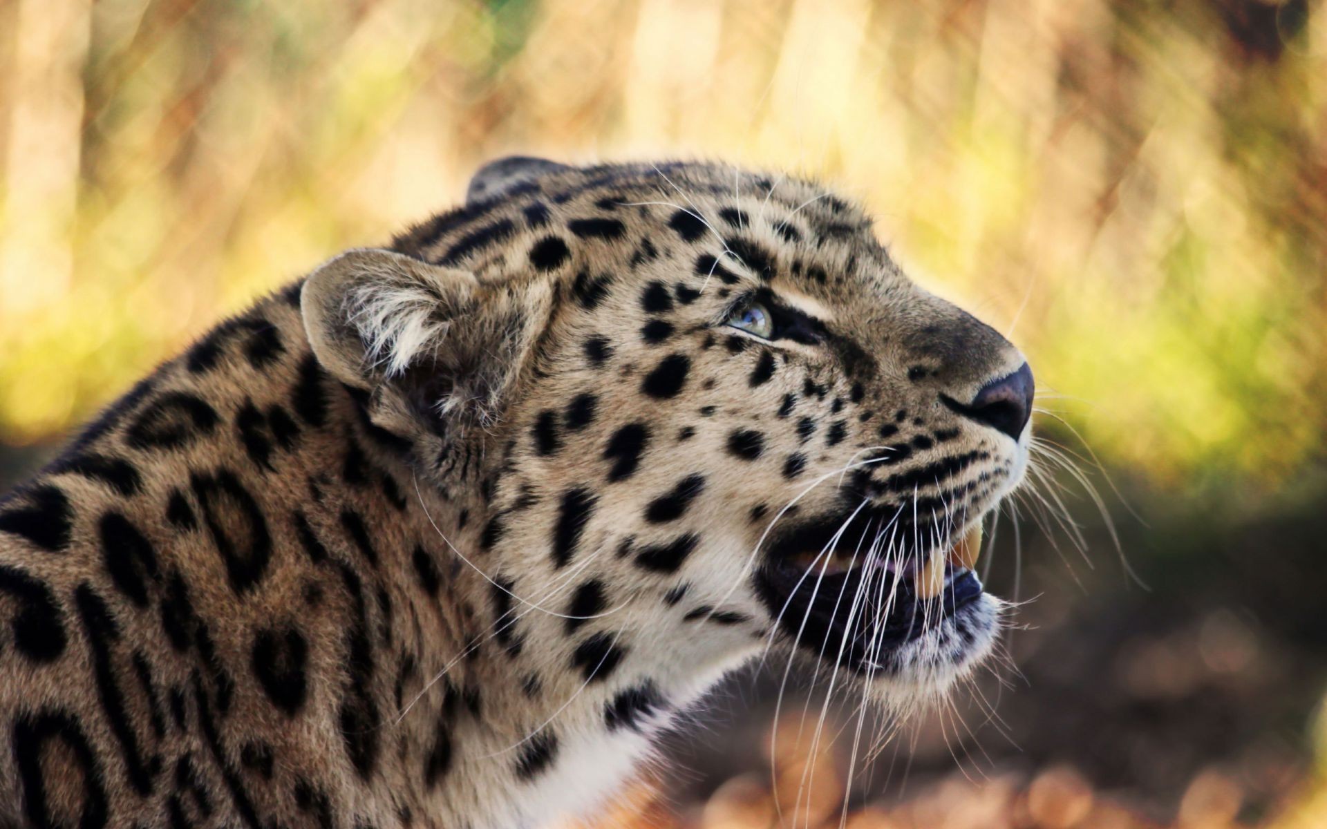 leoparlar yaban hayatı kedi memeli doğa yırtıcı hayvan kürk vahşi leopar hayvan hayvanat bahçesi safari avcı et yiyen orman büyük portre göz