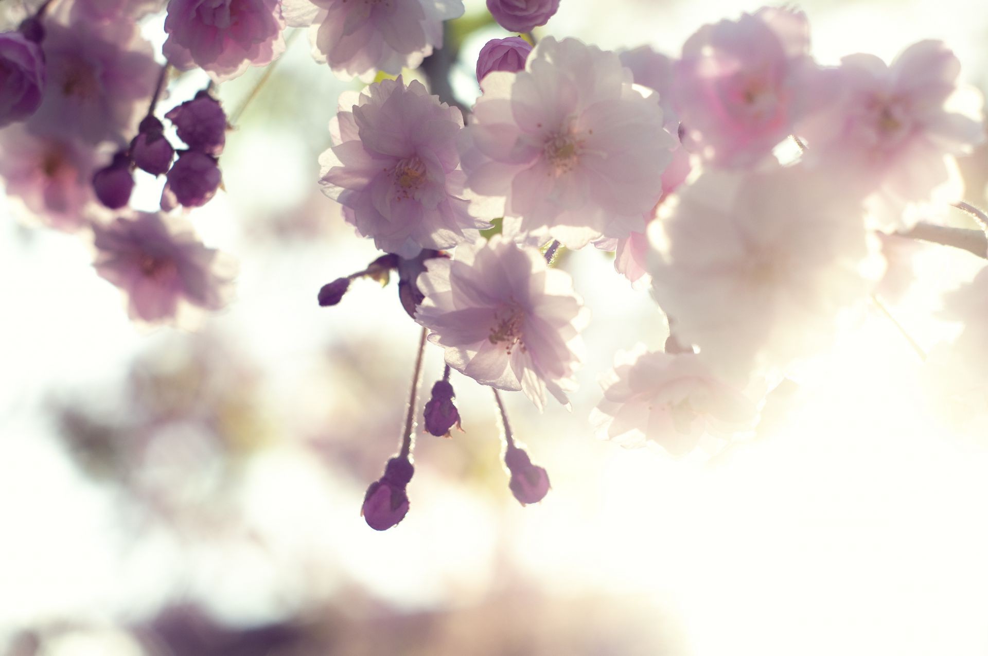 ağaçlardaki çiçekler çiçek doğa flora kiraz şube bahçe yaprak yaz bulanıklık taçyaprağı çiçek ağaç çiçeklenme parlak büyüme renk ihale sezon paskalya