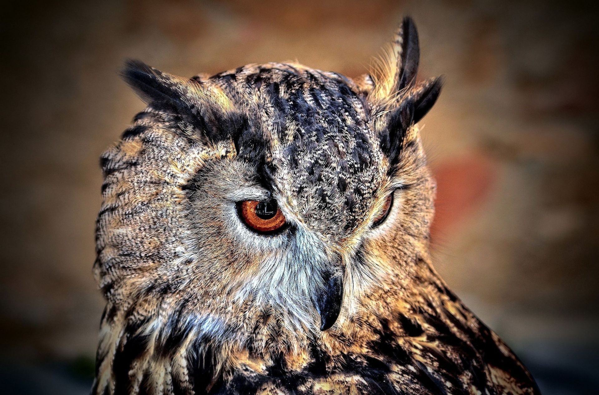 hayvanlar yaban hayatı baykuş raptor yırtıcı hayvan doğa hayvan kuş portre vahşi av memeli avcı açık havada göz seyir tarama et yiyen gece gündüz