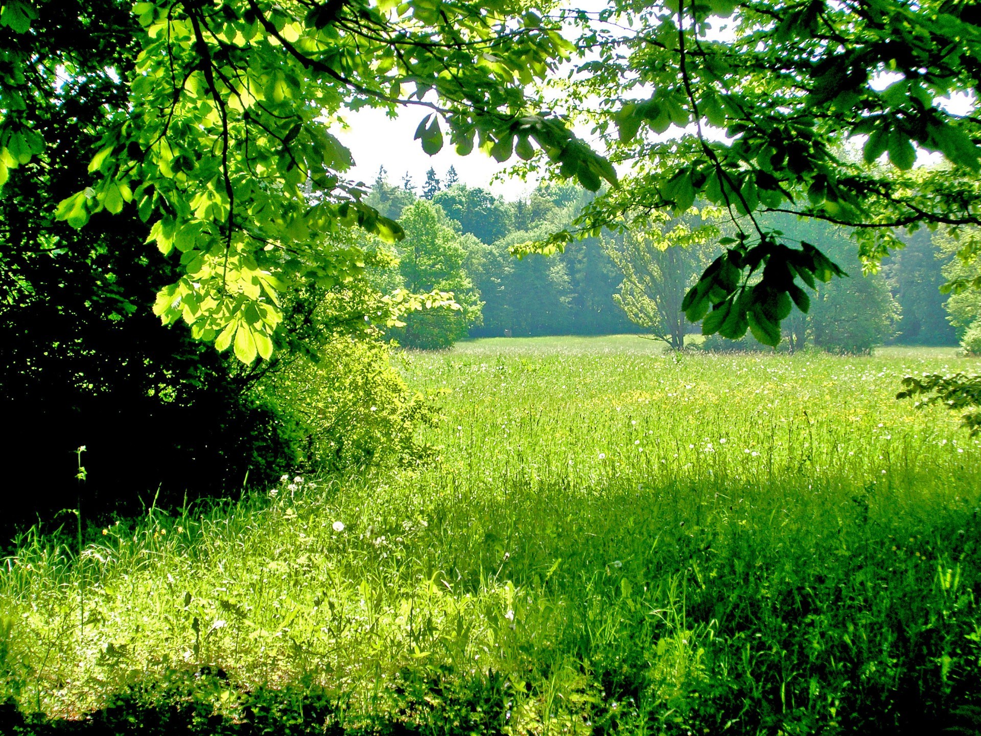 yaz doğa yaprak manzara ahşap ağaç flora yemyeşil çimen büyüme çevre kırsal sezon şafak doğal park güzel hava sahne açık havada güneş