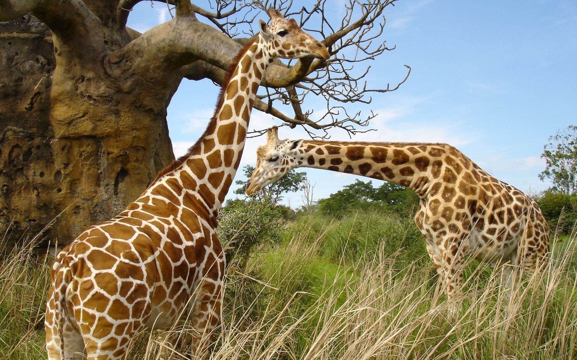zürafalar zürafa yaban hayatı doğa vahşi memeli safari hayvan çimen park büyük açık havada uzun boylu savannah boyun