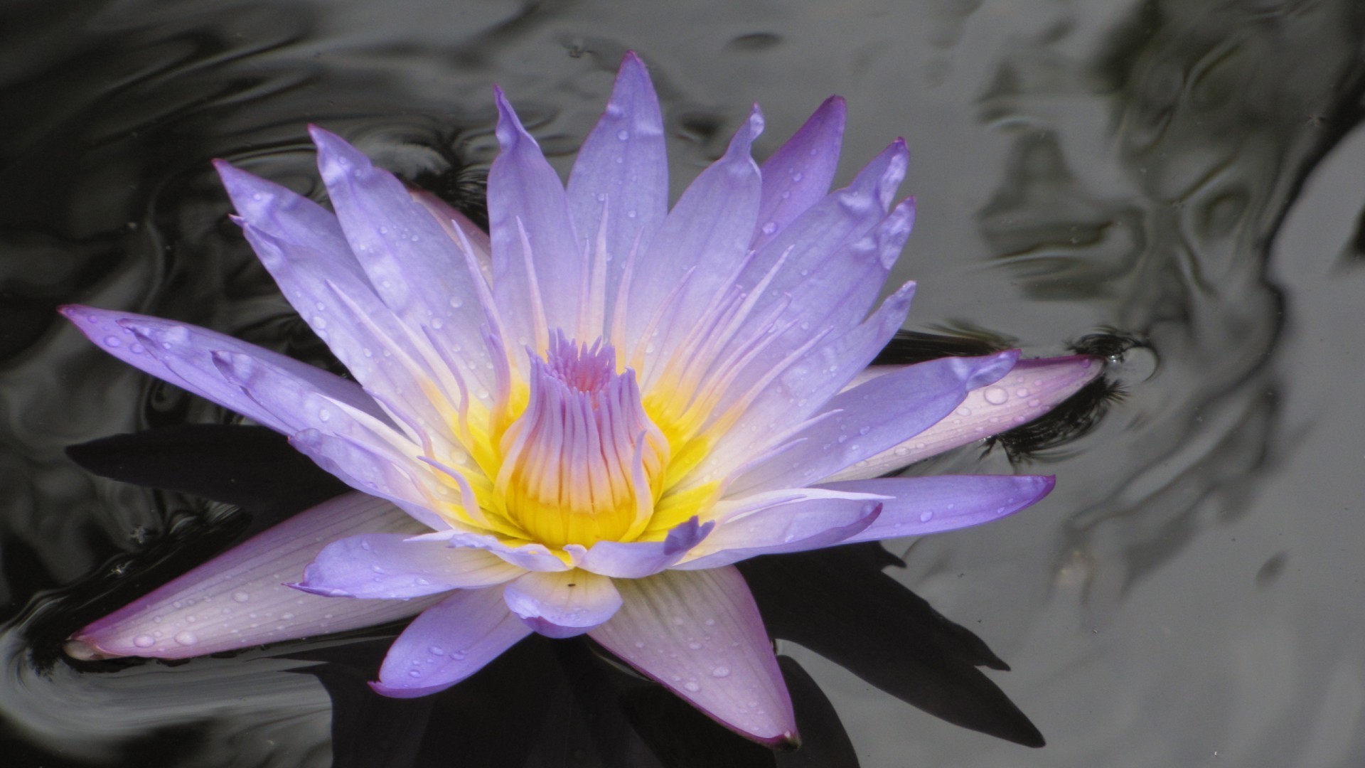 sudaki çiçekler lotus çiçek havuz doğa flora çiçek açan su yaprak güzel lily bahçe taçyaprağı yüzme egzotik yaz nilüfer zen tropikal renk çiçek